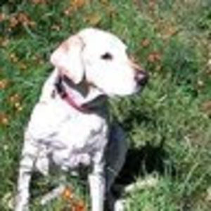 Meet your Posher, Cheri